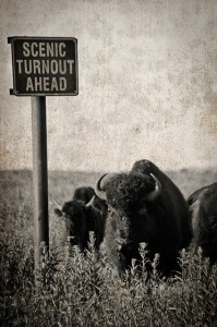 7158493901_70d1b16a1c_z